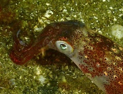 Doryteuthis pealeii