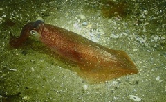 Doryteuthis pealeii