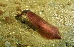 Doryteuthis pealeii