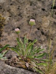 Erigeron alpinus