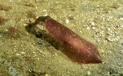 Doryteuthis pealeii