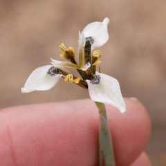 Moraea unguiculata