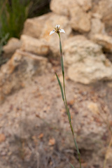 Moraea unguiculata