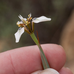 Moraea unguiculata