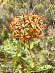 Dilatris viscosa