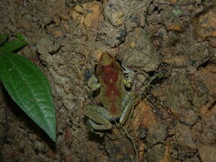Pristimantis zeuctotylus