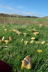 Gliophorus psittacinus