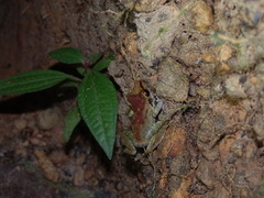 Pristimantis zeuctotylus