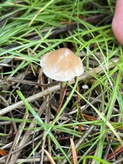 Galerina semilanceata