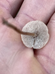 Galerina semilanceata