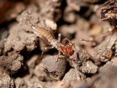 Hubbardia pentapeltis