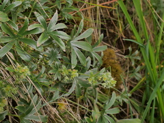 Alchemilla amphisericea