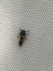 Harmonia axyridis