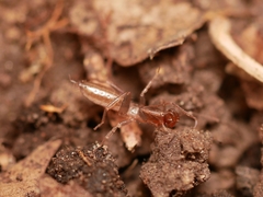 Hubbardia pentapeltis