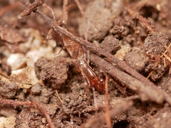 Hubbardia pentapeltis