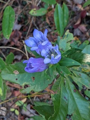 Gentiana catesbaei