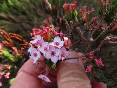 Erica fastigiata