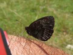 Erebia pronoe