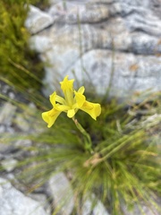 Moraea neglecta