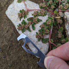 Euphorbia humistrata