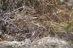 Matobosaurus validus