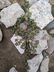 Euphorbia humistrata