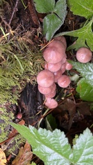 Mycena haematopus