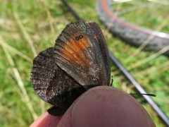 Erebia pronoe
