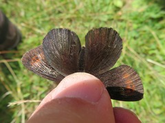 Erebia pronoe
