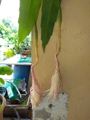 Epiphyllum oxypetalum