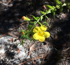 Aureolaria pectinata