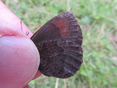 Erebia pronoe