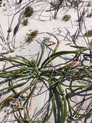 Trachyandra divaricata