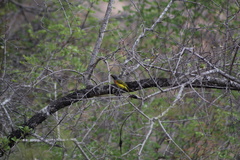 Telophorus sulfureopectus