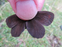 Erebia pronoe