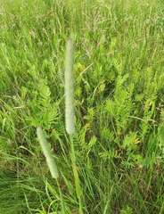Phleum pratense