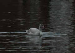 Cygnus columbianus bewickii