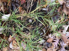 Carex muskingumensis