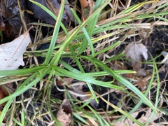 Carex muskingumensis
