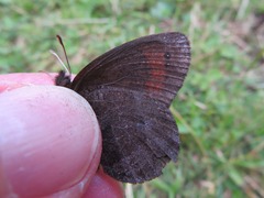 Erebia pronoe