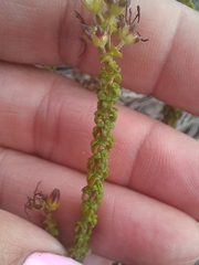 Wahlenbergia tenella