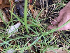 Carex muskingumensis