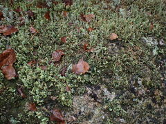 Cladonia bellidiflora