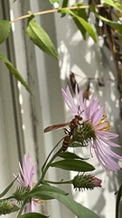 Polistes exclamans