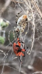 Stegodyphus dumicola