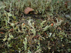 Cladonia bellidiflora