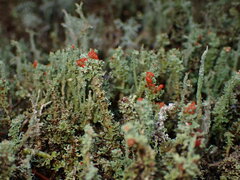 Cladonia bellidiflora