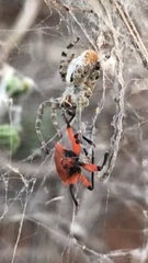 Stegodyphus dumicola