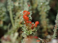 Cladonia bellidiflora