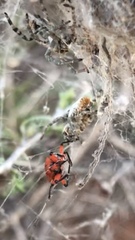 Stegodyphus dumicola